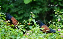 image of coucal