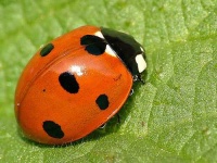 image of ladybug