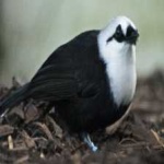 image of bird