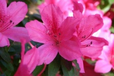 image of azalea #27