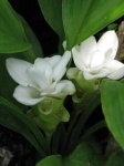 image of flower