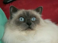 image of birman #21