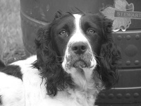 image of cocker_spaniel #6