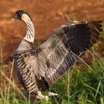 image of bird