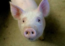 image of hog