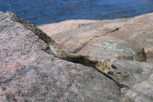 image of hognose_snake #31