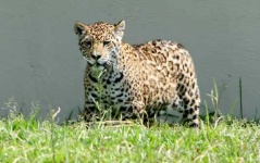 image of jaguar_car
