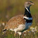 image of bird