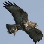 image of bird