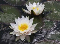 image of flower