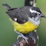 image of bananaquit #30