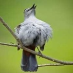 image of bird