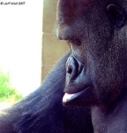 image of gorilla #6