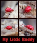 image of tick