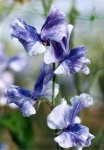 image of flower