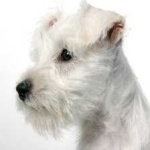 image of schnauzer #13