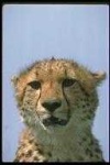 image of animal