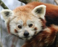 image of lesser_panda #32