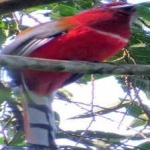 image of bird