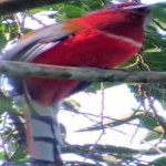 image of red_naped_trogon #23