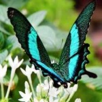 image of banded_butterfly #139