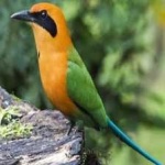 image of bird
