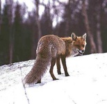 image of red_fox