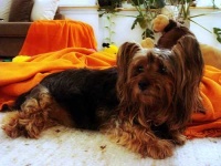image of silky_terrier #1