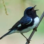image of bird
