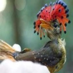 image of bird