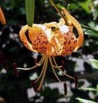 image of flower