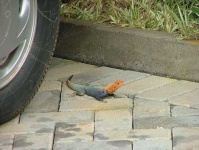 image of agama