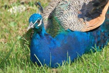 image of peacock