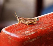 image of grasshopper