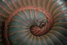 image of centipede