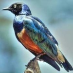 image of bird