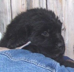 image of newfoundland