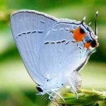 image of animal