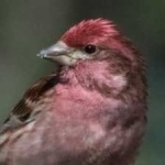 image of bird