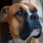 image of animal