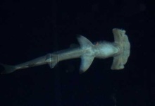 image of hammerhead