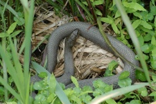 image of water_snake
