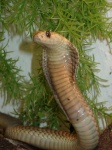 image of indian_cobra #3