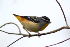 image of animal