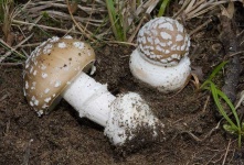 image of mushrooms