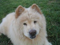 image of chow