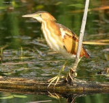 image of bittern