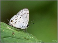 image of lycaenid
