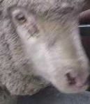 image of sheep_face #10