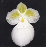 image of flower